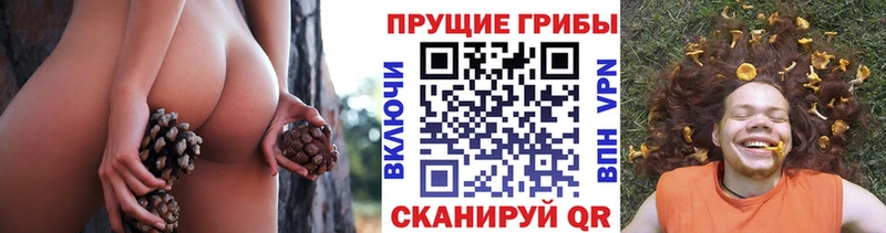 как найти закладки  Дубовка  Псилоцибиновые грибы мицелий 
